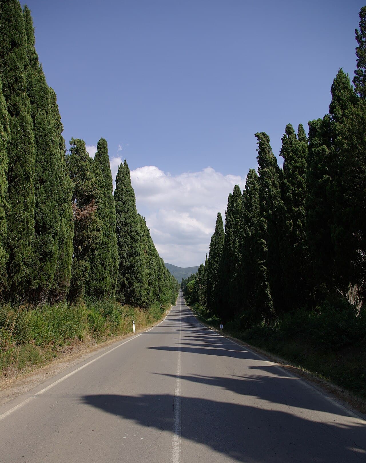 Bolgheri e la Strada del Vino