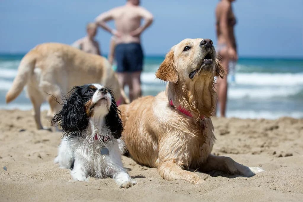 Hotel del Sole San Vincenzo pet friendly – animali ammessi